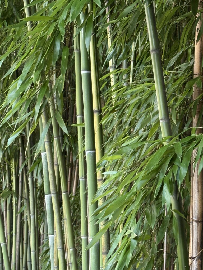 Fragment lasu bambusowego z młodymi tyczkami w różnych odcieniach zieleni