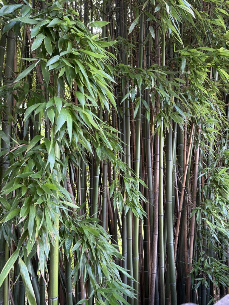 Brzeg lasu bambusowego tyczki bambusowe: zielone i brązowe, liście podłużne zielone
