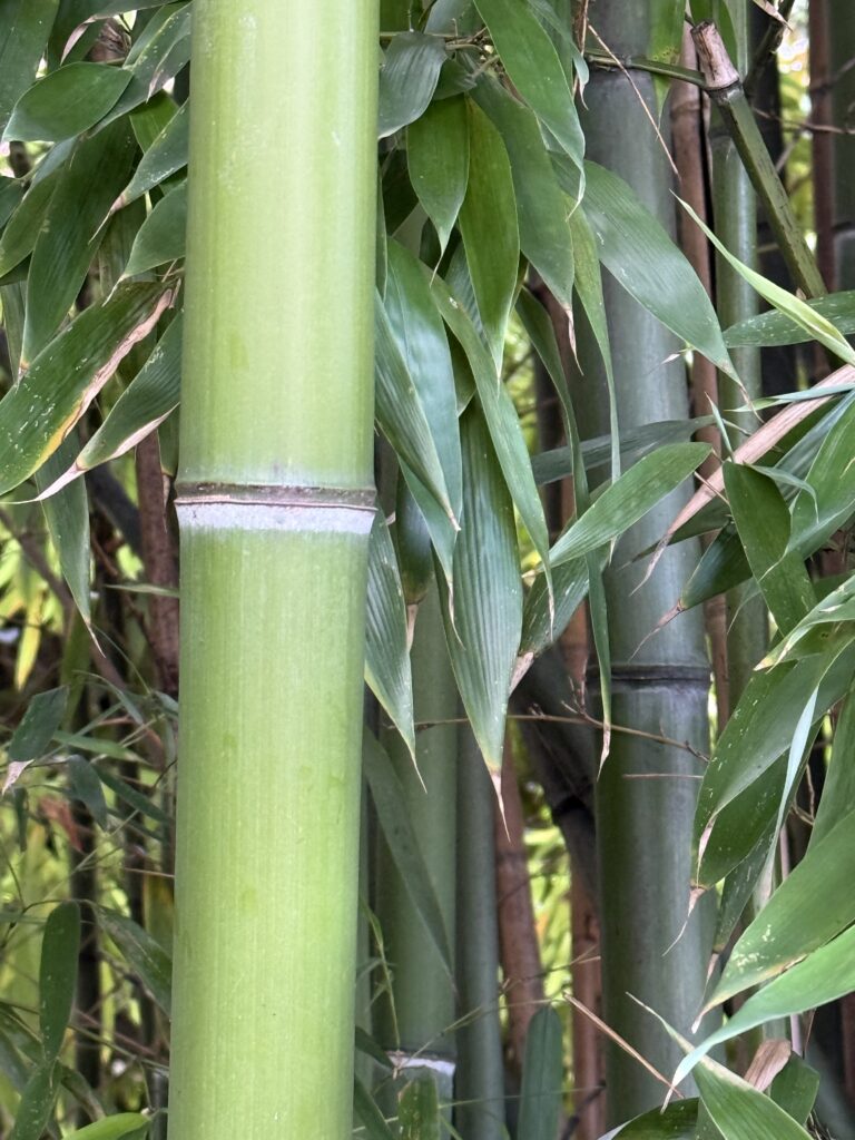 Widok lasu bambusowego. Tyczki z charakterystycznymi przerostami, różne odcienie zieleni